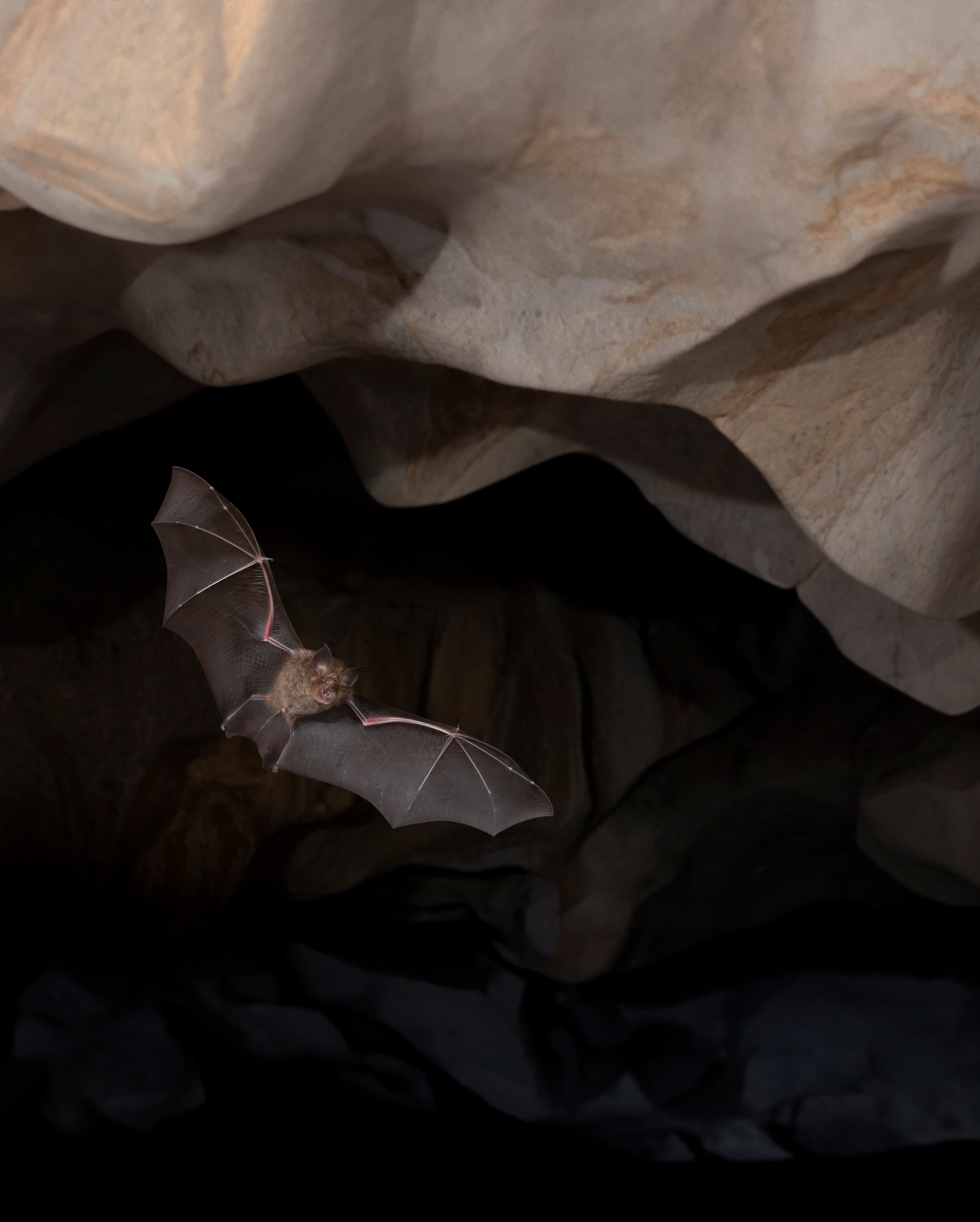Eastern horseshoe bat
