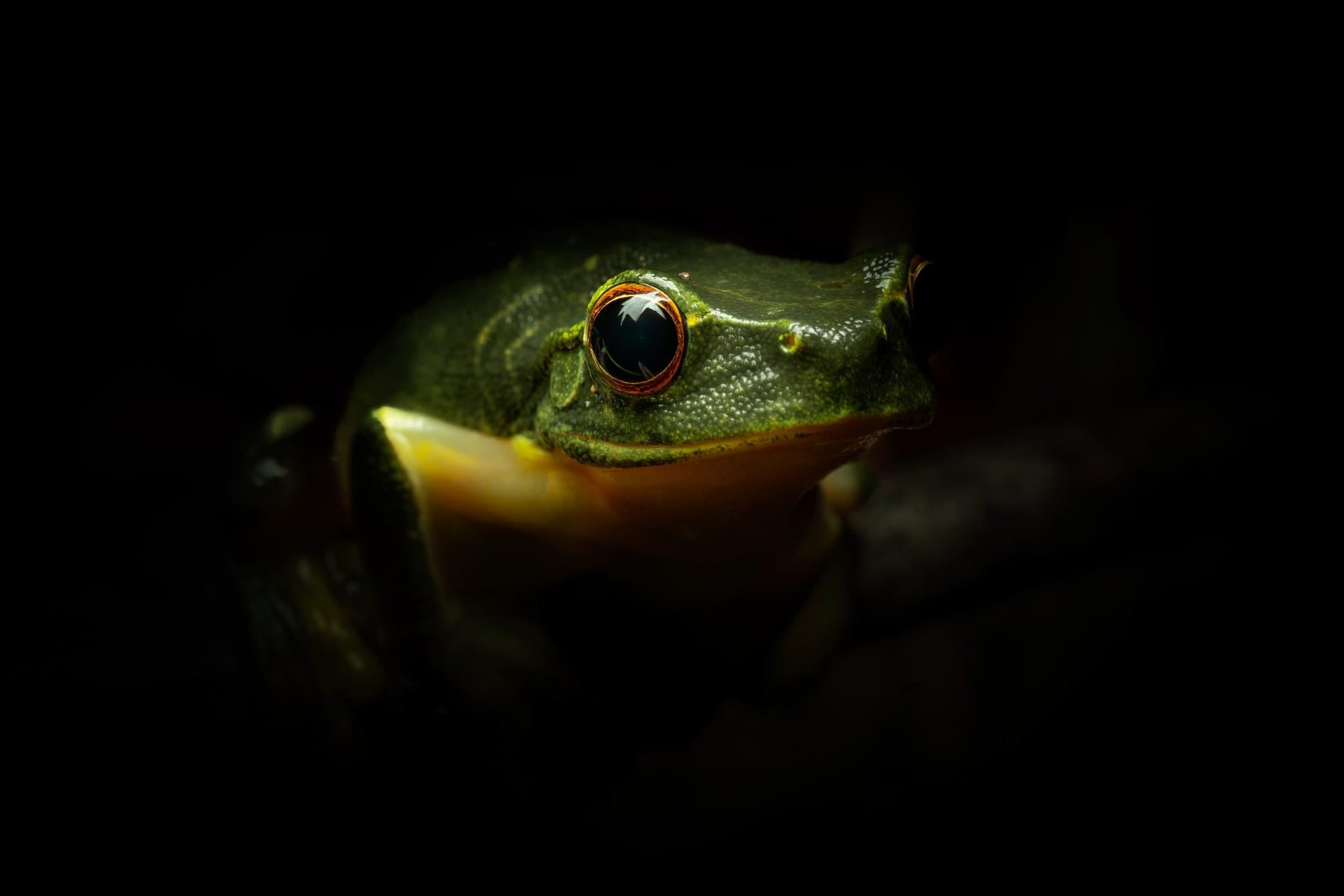 Graceful tree frog (Litoria gracilenta)